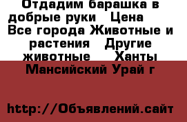 Отдадим барашка в добрые руки › Цена ­ 1 - Все города Животные и растения » Другие животные   . Ханты-Мансийский,Урай г.